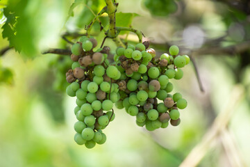 Plant disease, destroyed grapes.