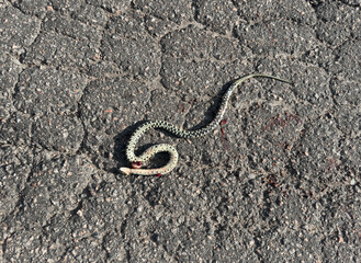 Car crushed snake on the asphalt road.