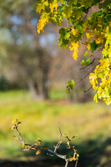 Autumn tree leaves with blurred natural background
