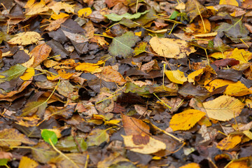 Fallen autumn leaves covering forest ground