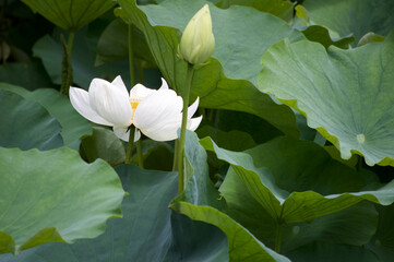 White Lotus