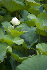 White Lotus