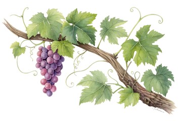 Obraz premium Watercolor illustration of grape vine with leaves isolated on white background