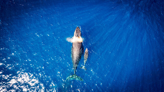 saison des baleines.