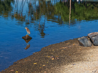 Seabird Perched on a Rock Looking for Fish.