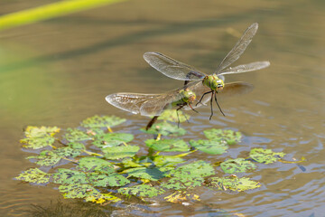 蓮のある池で産卵しているギンヤンマ