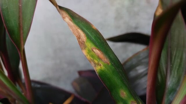 Plant leaves affected by leaf blight. This disease is caused by a water fungus infection known as Phytophthora colocasiae.