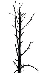 Silhouette of bare tree with branches isolated on white. Black and white vector illustration
