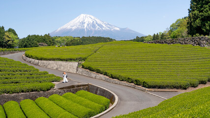 Scenic view of vibrant green tea plantations with Japan iconic Mount Fuji standing majestically in the background under clear blue sky.