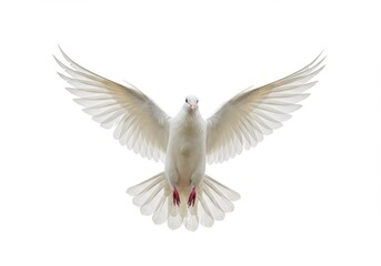 Obraz premium A pure white dove soars through the air, wings outstretched in a graceful flight against a stark white background.