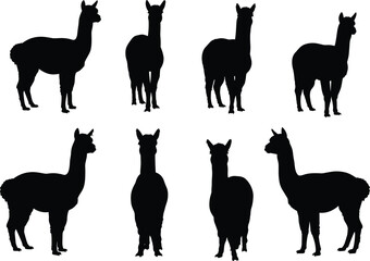 Black and White Alpaca Silhouettes in Various Poses: A Cute and Fluffy Animal Vector Collection for Adobe Stock.