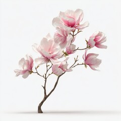 Delicate Blooming Magnolia Branch with Soft Pink Petals in Focus