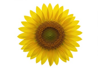 Obraz premium A vibrant sunflower displays its bright yellow petals against a stark white background.