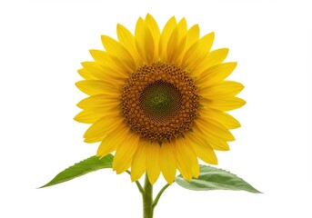 Fototapeta premium Vibrant yellow sunflower head, detailed and bright, centered against a plain white background.