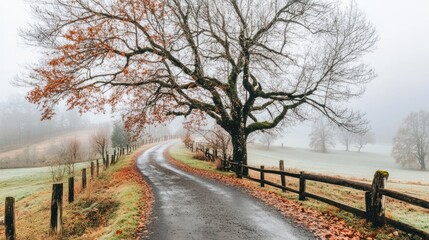 A foggy road winding through a rural landscape with trees and wooden fences along the way