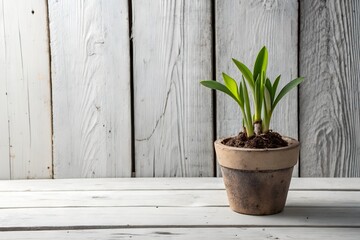 Vibrant Spring Plant in Rustic Pot Against White Wooden Background