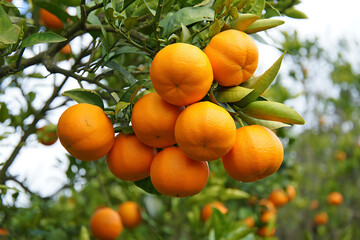 Bright orange fruits nestled among green leaves in a thriving orchard, Bountiful orange harvest on verdant tree branches under clear skies
