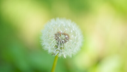 Obraz premium A close-up view of a fluffy white dandelion seed head with green blades of grass in the background