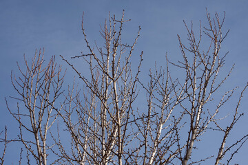 Bare tree branches under blue winter sky