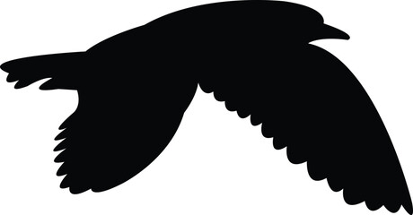 Flying Andean gull bird Silhouette Design And Vector Illustration. 