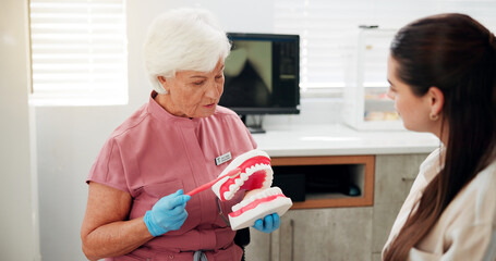 Woman, dentist and mould for brushing teeth in clinic for demonstration, technique and hygiene...