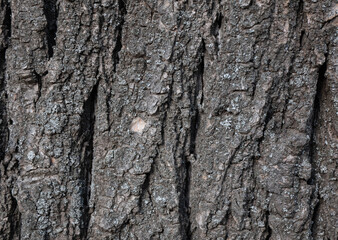 Natural wood bark texture close up