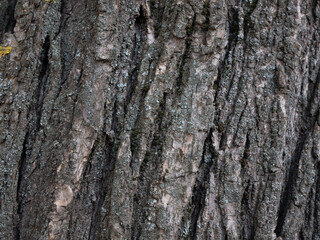 Natural wood bark texture close up