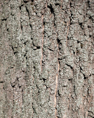 Natural wood bark texture close up