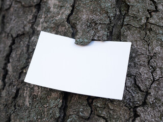 White blank business card on natural wood bark close up