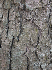 Natural wood bark texture close up