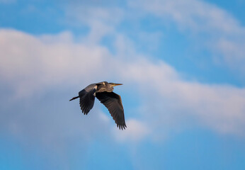 bird grey heron flying high against blue sky