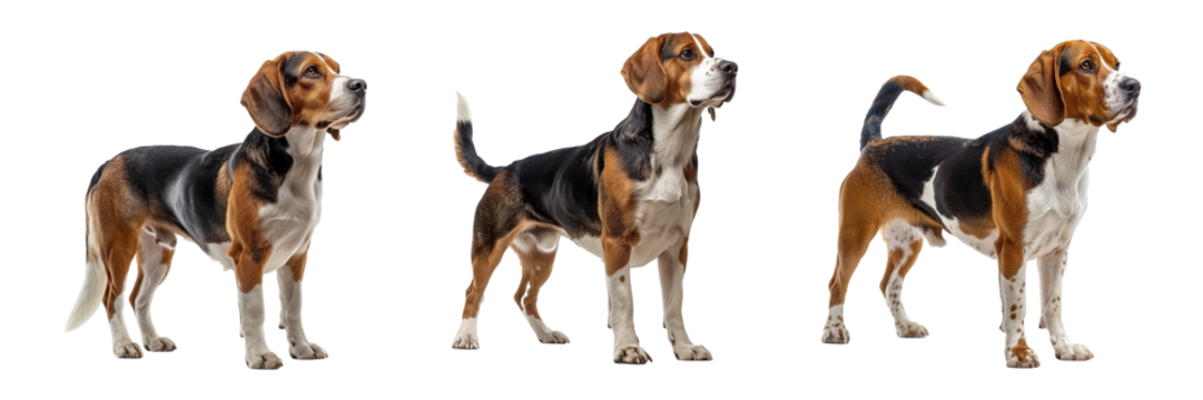 Set of Beagle Dog Isolated on Transparent Background. PNG - Powered by Adobe