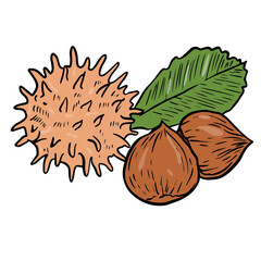 Botanical illustration of a chickpea