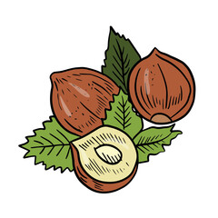 Botanical illustration of a chickpea