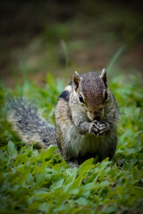 squirrel eating nut