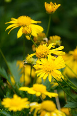 yellow flowers in the garden