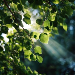 sunlight filtering through green summer leaves