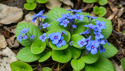 Brunnera Brunnera macrophylla