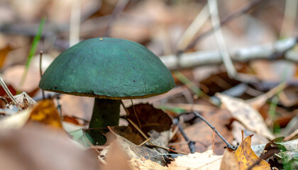 Single green mushroom amidst autumn leaves in a natural forest setting