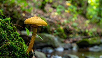 Single mushroom growing near mossy rock with stream background in forest