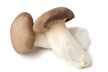 Eringi mushroom or King Oyster mushroom. isolated on white background.