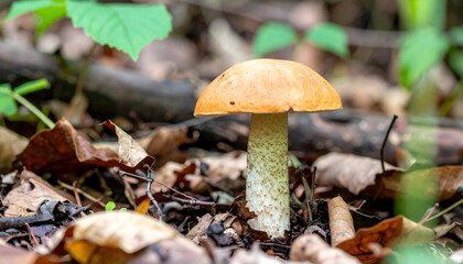 Fototapeta premium Single orange cap mushroom growing on forest floor ground nature plant
