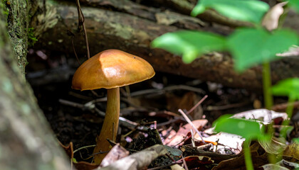 Single wild mushroom in forest woodland ground macro close up