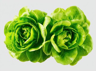 Fototapeta premium Two vibrant green lettuce heads, close-up