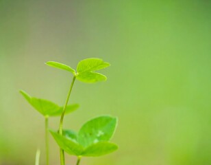Fototapeta premium Young Plant Sprouting in Green Field