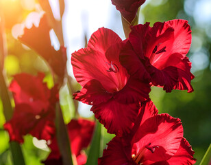 Striking close up of vibrant red gladiolus flowers blooming in sunlight