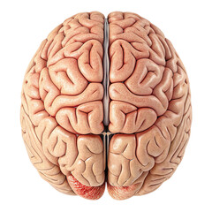 Human Brain Anatomy PNG, Isolated, Transparent Background