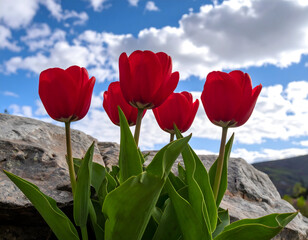 Striking red tulips against blue sky backdrop on a sunny day