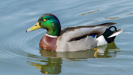 Fototapeta premium Colorful Duck Swimming on Calm Water