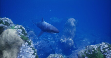 A shark glides through crystal clear water, surrounded by vibrant coral formations and rocky structures, showcasing the beauty of marine life in a tranquil underwater environment.